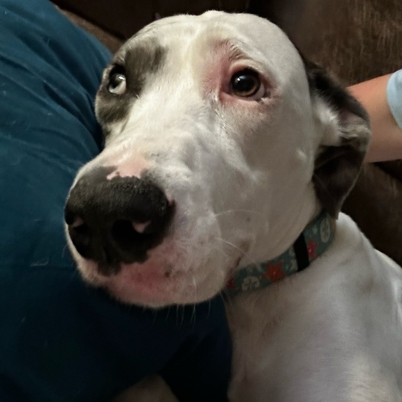 LIKE TO BE NOTIFIED WHEN I GO LIVE!! - Picture 8 of 14